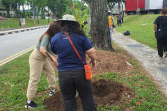 treescape-power-2.0-trees-CSR-day