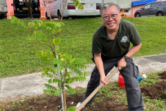 treescape-trees-plantation