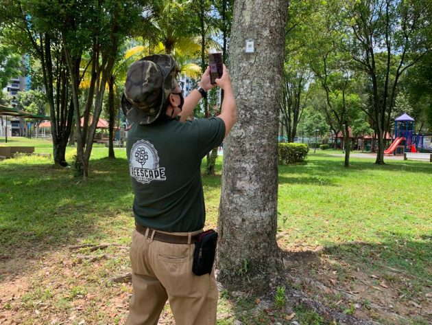 Treescape power in action 10 Treescape power in action 10