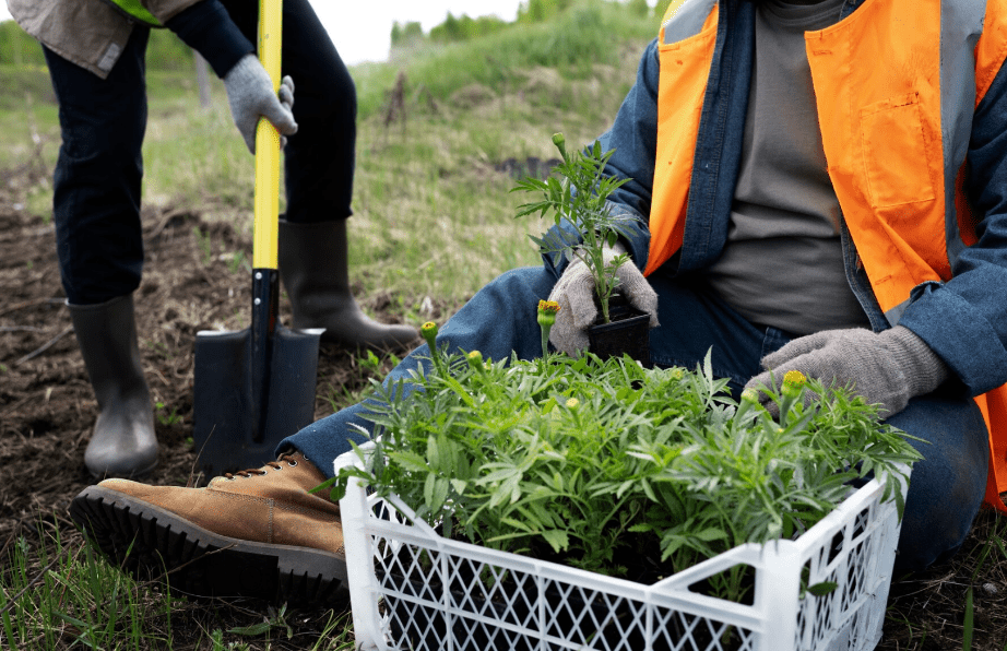 treescape landscape software-2